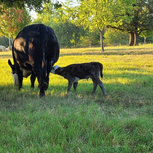 My Babies 😍❤ - Picture 7 of 13